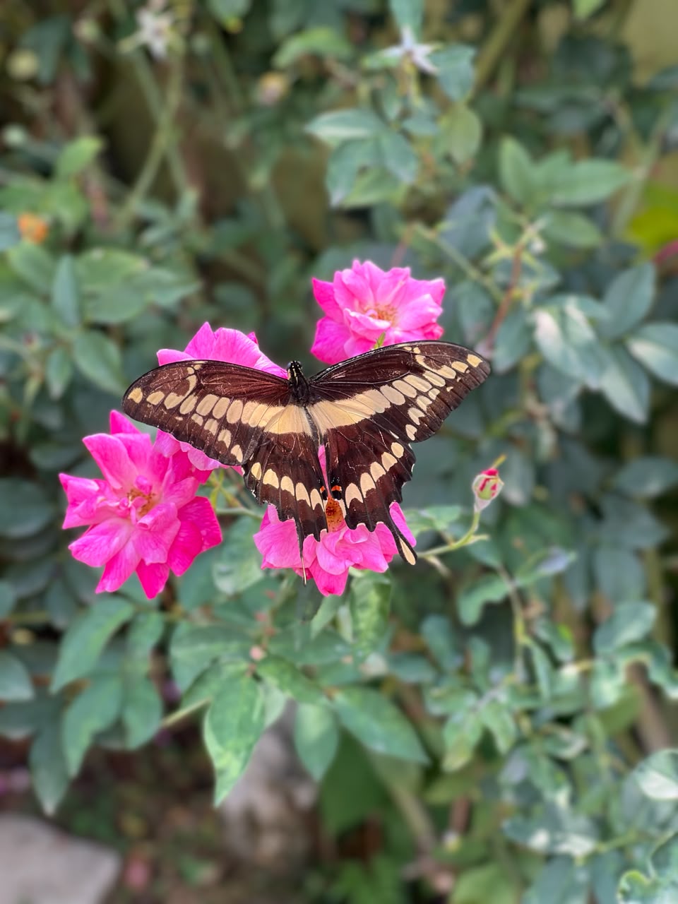 Fauna local