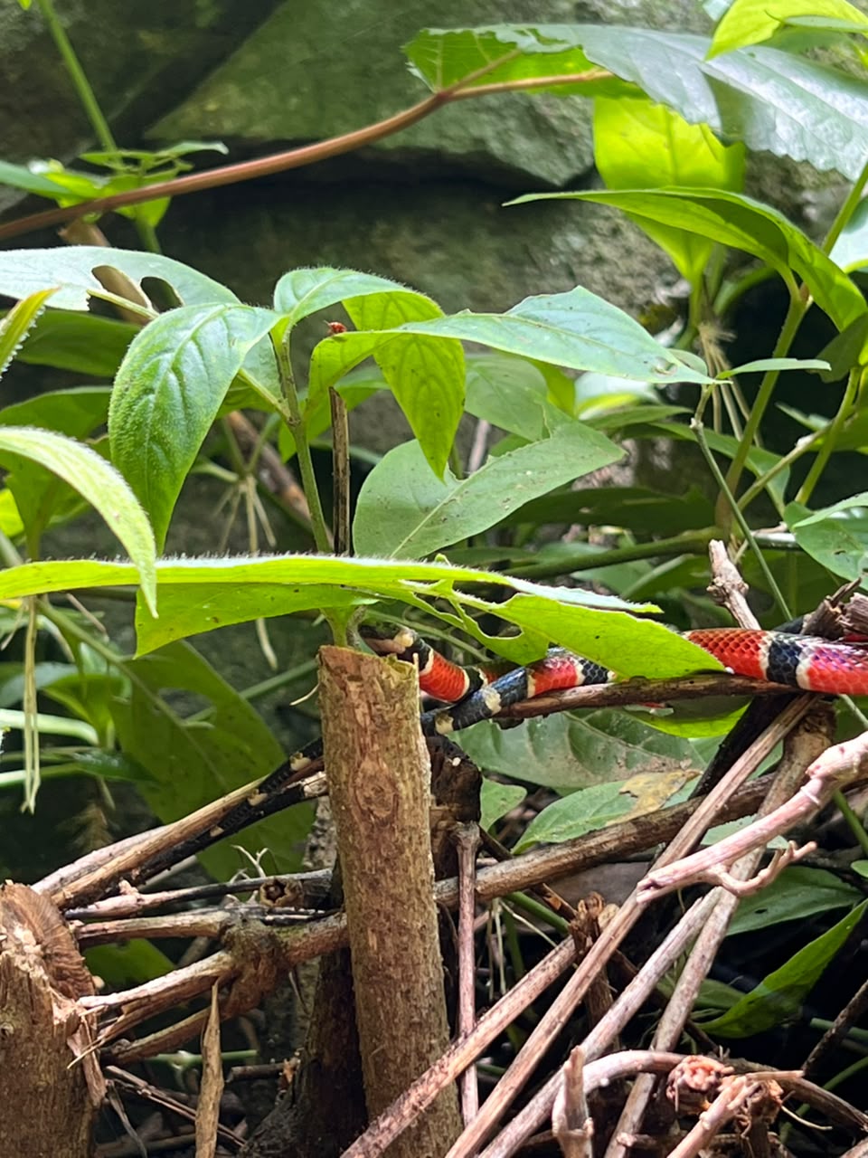 Vida silvestre