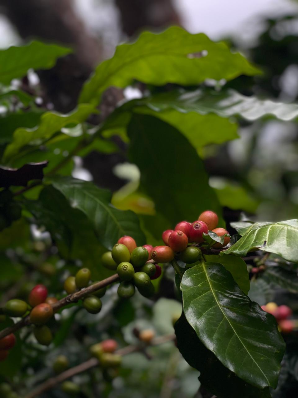 Ruta del Café